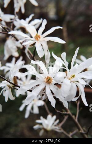 Ein Busch mit dekorativen weißen Blüten. Weiße Blütenblätter und ein gelber Kern auf den Blüten sind über den ganzen Busch verstreut. Pflanzen und Home Gartenarbeit. Stockfoto