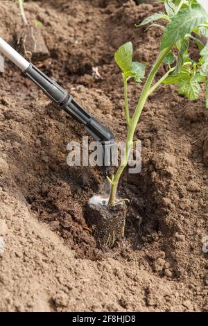 Gärtner behandelt die Wurzeln von Tomatensämlingen von Krankheiten und Schädlingen, bevor sie mit einem Drucksprüher in den Boden einpflanzen. Anbau von Gemüse Stockfoto