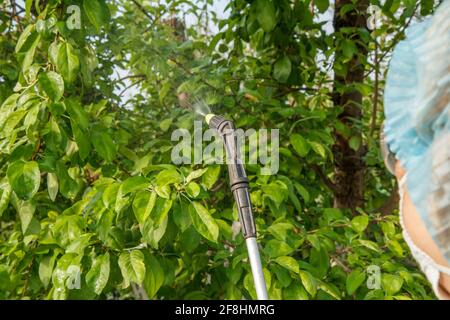 Die in einem Schutzanzug geübte Farmerin aus der Nähe sprüht Apfelbäume mit einem Drucksprüher und Chemikalien im Obstgarten vor Pilzerkrankungen. Stockfoto