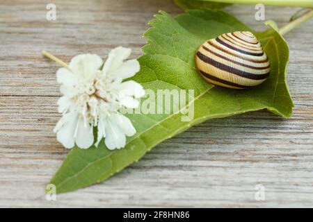 Nahaufnahme des grünen Blattes mit der weißen Blume und der Schnecke auf dem Holzbrett. Geringe Schärfentiefe. Konzentriere dich auf die Blume. Stockfoto