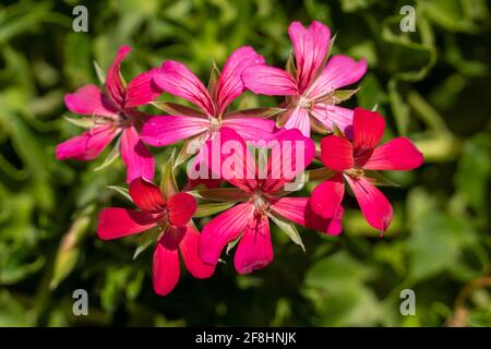 Hellrosa und rote Efeu-Geranie (Pelargonium peltatum) in einem Garten. Auch Efeu-blättriges Pelargonium und Kaskadierende Geranie genannt. Stockfoto