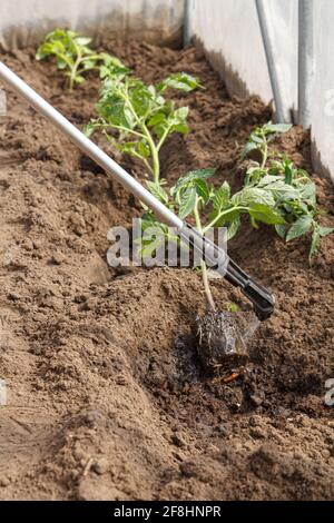 Gärtner behandelt die Wurzeln von Tomatensämlingen von Krankheiten und Schädlingen, bevor sie mit einem Drucksprüher in den Boden einpflanzen. Anbau von Gemüse Stockfoto