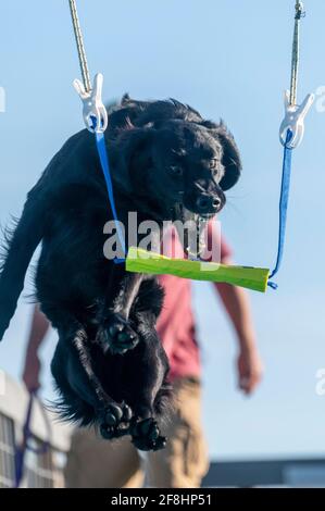 Flacher beschichteter Retriever, der ein Spielzeug über ein schnappt Pool während eines Spiels Stockfoto