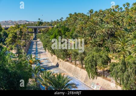 Palmenhaine am Fluss Vinalopo in Elche, Spanien Stockfoto