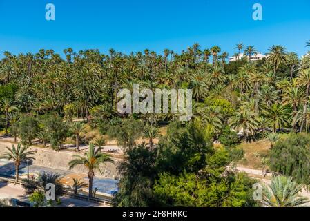 Palmenhaine am Fluss Vinalopo in Elche, Spanien Stockfoto