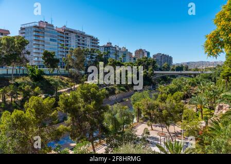 Palmenhaine am Fluss Vinalopo in Elche, Spanien Stockfoto