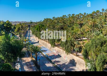 Palmenhaine am Fluss Vinalopo in Elche, Spanien Stockfoto