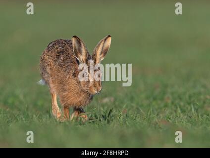 Nahaufnahme eines geheimnisvollen Braunhasen (Lepus europaeus), der durch das Weizenfeld des Bauern in Richtung Kamera läuft. Suffolk UK Stockfoto