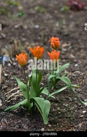 Blick auf die frischen orangefarbenen Tulpenblüten Tulipa fosteriana/ Emperor, die in einem Essex-Frühlingsgarten wachsen, Großbritannien, April 2021 Stockfoto