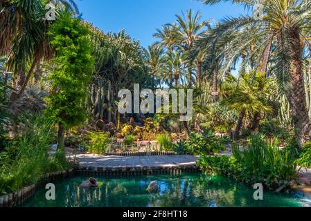 Palmengarten und Sukkkulengarten Huerto del Cura in Elche, Spanien Stockfoto