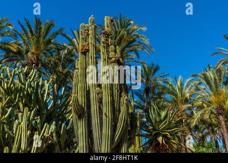 Palmengarten und Sukkkulengarten Huerto del Cura in Elche, Spanien Stockfoto