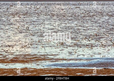 Eine Schar von Schwarzschwanzgottchen, Limosa limosa, zieht über das Watt der Wash in Snettisham. Stockfoto