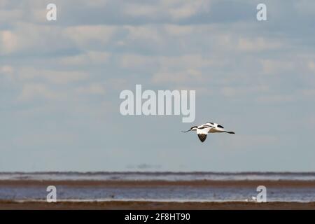 Avocet, Recurvirostra avosetta, fliegt über die Wash bei Snettisham. Stockfoto