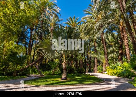 Palmenhaine im Huerto del Cura Garten in Elche Stockfoto