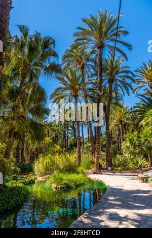 Palmenhaine spiegeln sich auf einem Teich im Garten Huerta del Cura in Elche, Spanien Stockfoto