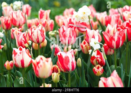 Blick auf einen Frühlingsgarten: Rote und cremig-weiße Blüten mit gestreiften „Spryng Break“-Tulpen schmücken die Blumenbeete in einem Essex-Garten. Stockfoto