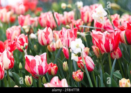 Blick auf einen farbenfrohen Garten mit frischen Hybrid-Tulpen, Spring Break, Essex, Großbritannien, April 2021 Stockfoto