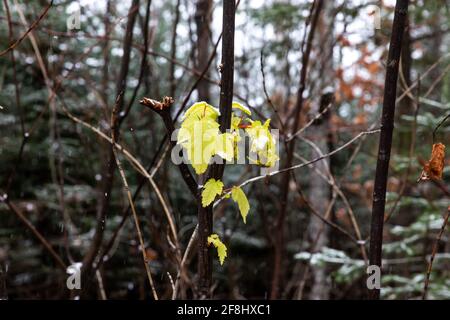 Grünes Blatt im Wald beim ersten Schnee Fallen Stockfoto