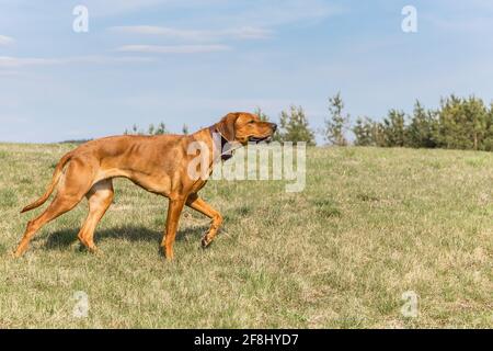 Schöne Hündin rhodesian ridgeback Hund Welpen im Freien auf einer Wiese. Rhodesian Ridgeback Hund läuft über eine Frühlingsweide. Stockfoto