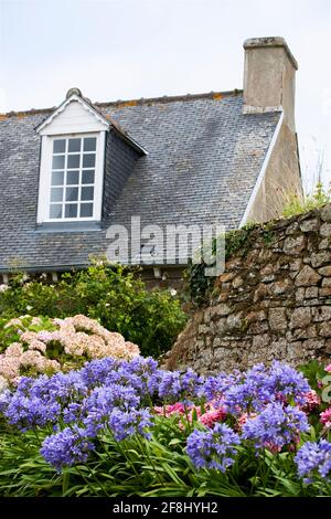 Ein typisches bretonisches Ferienhaus am Rande von le Bourg, dem Hauptort an der Île-de-Bréhat, Côtes-d'Armor, Bretagne, Frankreich: agapanthus und Hortensien Stockfoto