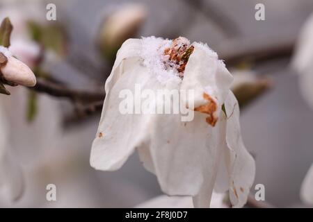 Dresden, Deutschland. April 2021. Gefrorene Magnolienblüte mit Schneekristallen auf Blütenblättern. Quelle: Tino Plunert/dpa-Zentralbild/ZB/dpa/Alamy Live News Stockfoto
