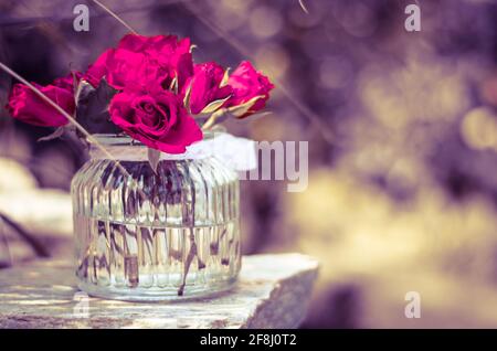 Ein paar schöne rosa Rosen in einer Vase Stockfoto