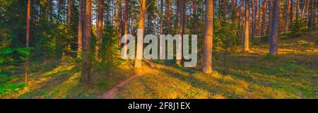Wald Wald Bäume mit Hintergrundbeleuchtung durch goldenes Sonnenlicht vor Sonnenuntergang mit Sonnenstrahlen durch Bäume auf Waldboden leuchtende Zweige Stockfoto