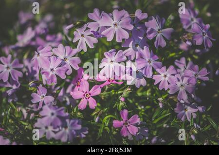 Nahaufnahme Muster von blühenden rosa Phlox Blüten Stockfoto