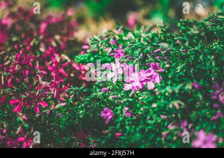 Nahaufnahme Muster von blühenden rosa Phlox Blüten Stockfoto