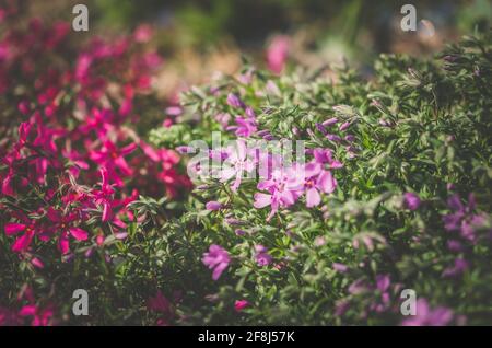 Nahaufnahme Muster von blühenden rosa Phlox Blüten Stockfoto