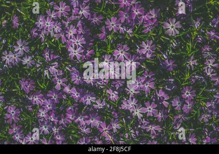 Nahaufnahme Muster von blühenden rosa Phlox Blüten Stockfoto