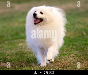 Deutsch Spitz Klein Stockfoto