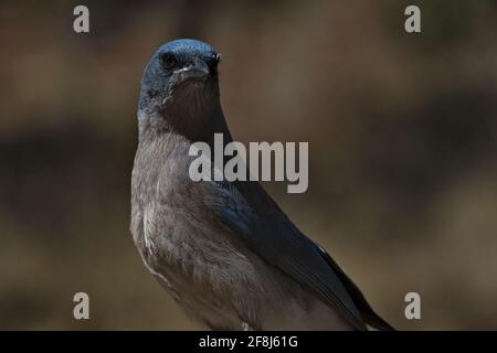 Sanfte Grau- und Blautöne unterstreichen das Porträt des mexikanischen Jays, ehemals Graureiher Jay, in Tucson, Arizona Stockfoto