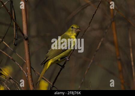 Neugierige Painted Bunting, die auf dem Herbstzweig auf Dauphin Island, Alabama, thront, spiegelt Gold und Auburn in den Farben der Saison wider Stockfoto