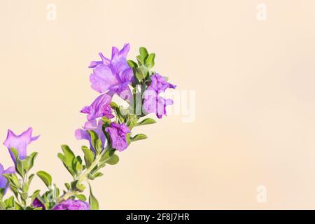 Purple Sage Bush, auch bekannt als Barometer Bush, blüht nach dem Sommerregen in Tucson, Arizona, in horizontaler Nahaufnahme mit Kopierfläche auf beigem Stuck Stockfoto