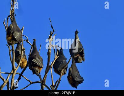 Flying Fox Fledermäuse in ledrigen Flügeln eingewickelt in der Saatkrähenkolonie im Yarra Bend Park in der Nähe von Melbourne in Victoria, Australien. Jüngste Klimaänderungen und regionale Erpressung Stockfoto