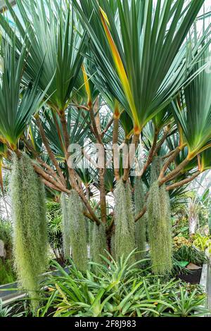 Der Pandano, Pandanus utilis, ist ein tropischer Baum. Sie stammt aus Madagaskar und Mauritius und erscheint in Gärten in Puerto Rico, Florida und Kalifornien. Stockfoto