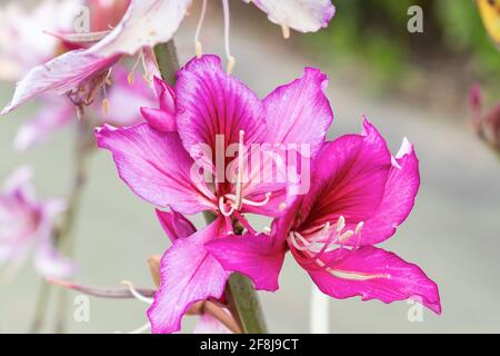 Bauhinia purpurea oder variegata. Bauhinia ist eine große Gattung von blühenden Pflanzen in der Unterfamilie Cercidoideae und Stamm Bauhinieae, in der großen floweri Stockfoto