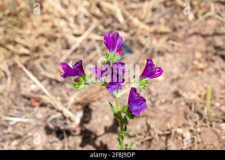 Echium plantagineum, allgemein bekannt als Purple Viper's-bugloss oder Pherson's Curse, ist eine Art von Echium, die in West- und Südeuropa beheimatet ist. Stockfoto