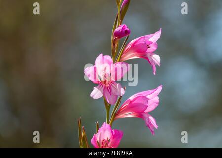 Gladiolus illyricus, der wilde Gladiolus, ist eine große Gladioluspflanze, die bis zu 50 Zentimeter (20 Zoll) hoch wird und in Europa, insbesondere um die T, zu finden ist Stockfoto