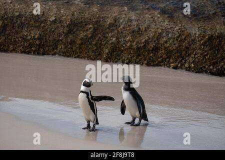 Zwei afrikanische Pinguine, die am Strand stehen und sich gegenseitig angucken, Boulders Beach, Simon's Town, Western Cape, Südafrika Stockfoto