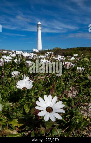 Vor dem Leuchtturm von Slangkop, Kommetjie, Westkap, Südafrika, wachsen frische Frühlingsmandeln Stockfoto