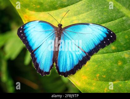 Blauer Morpho-Schmetterling (Morpho menelaus) aus der Nähe, Mindo, Ecuador. Stockfoto