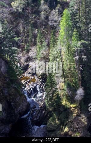 Blick hinunter auf eine Gruppe von hohen Pinien neben einem Fluss in einer Schlucht in Glen Affric, Schottland Stockfoto