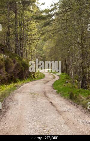 Eine eingleisige Straße, die sich durch den Caledonian Forest in Glen Affric, Schottland, schlängelt Stockfoto