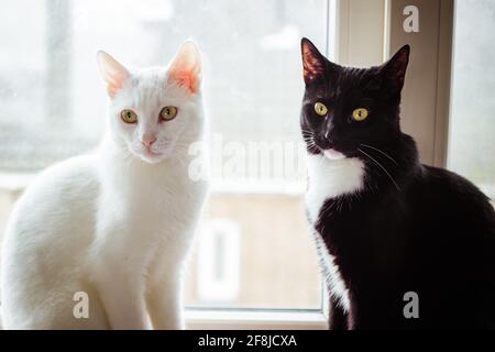 Eine schwarz-weiße Katze, die auf einer Fensterbank sitzt Neben einer weißen Katze Stockfoto