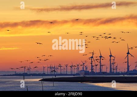 Schar von Weißwangengänsen, die mit Windturbinen in der Ferne über den Ems-Fluss fliegen, Ostfriesland, Niedersachsen, Deutschland Stockfoto