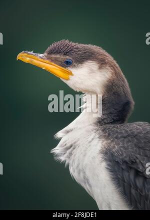 Porträt eines Little Pied Cormorant, Australien Stockfoto