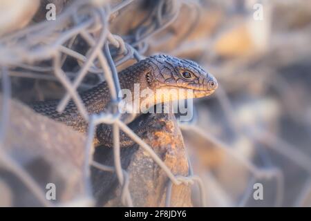 Porträt eines Stachelschwanzskinks von Cunningham, der durch einen Zaun guckt, Australien Stockfoto