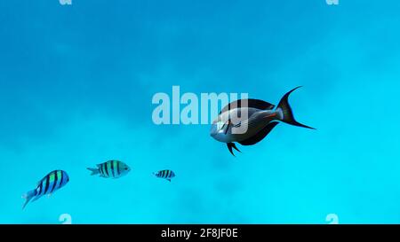 Unterwasser in Korallenriff Fische im tropischen blauen Meer Stockfoto